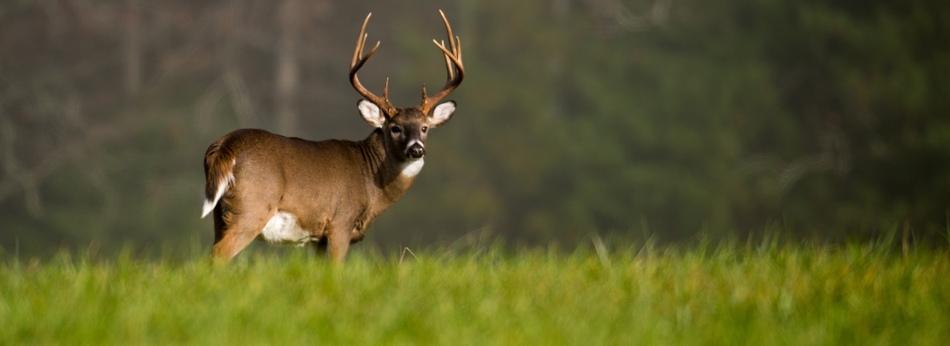 Whitetail.jpg