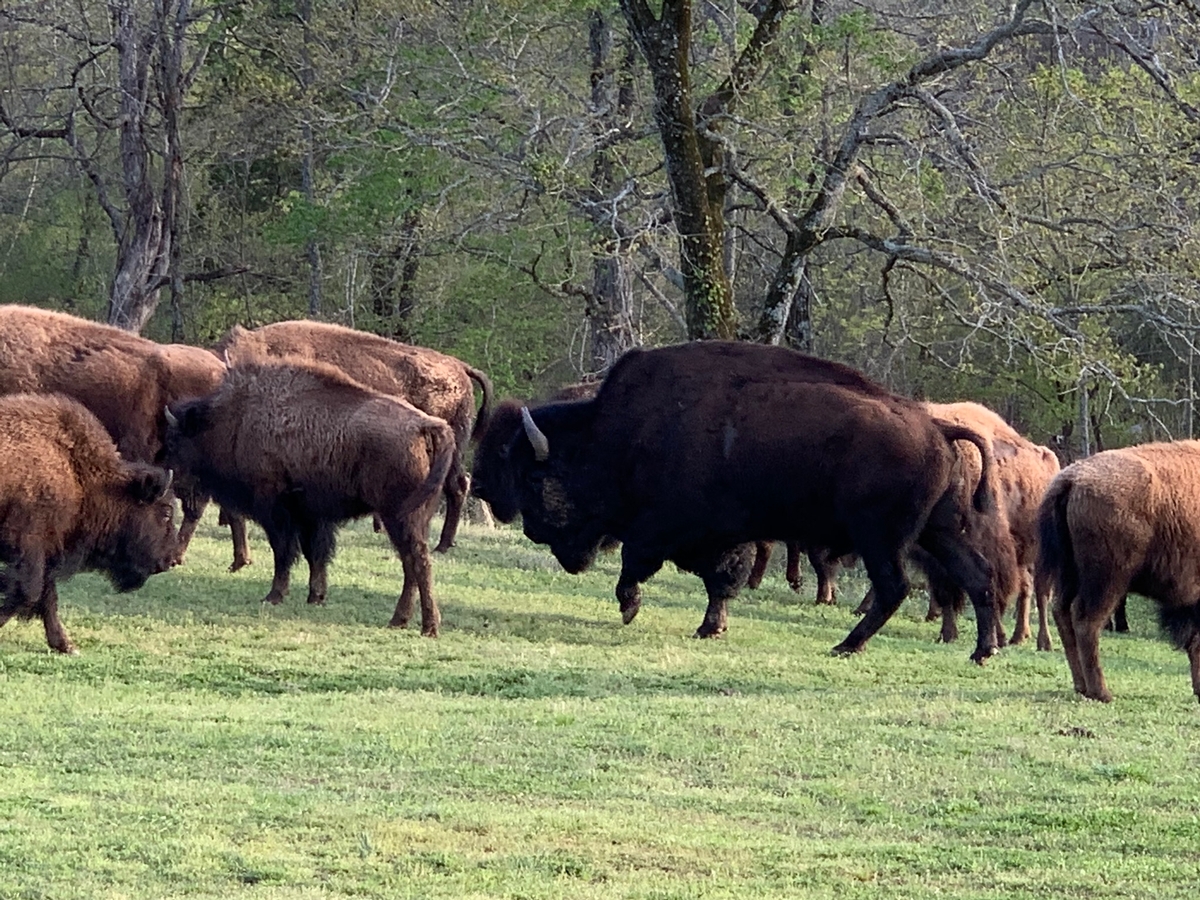Guided Buffalo Hunts Hunt Mill Hollow Ranch