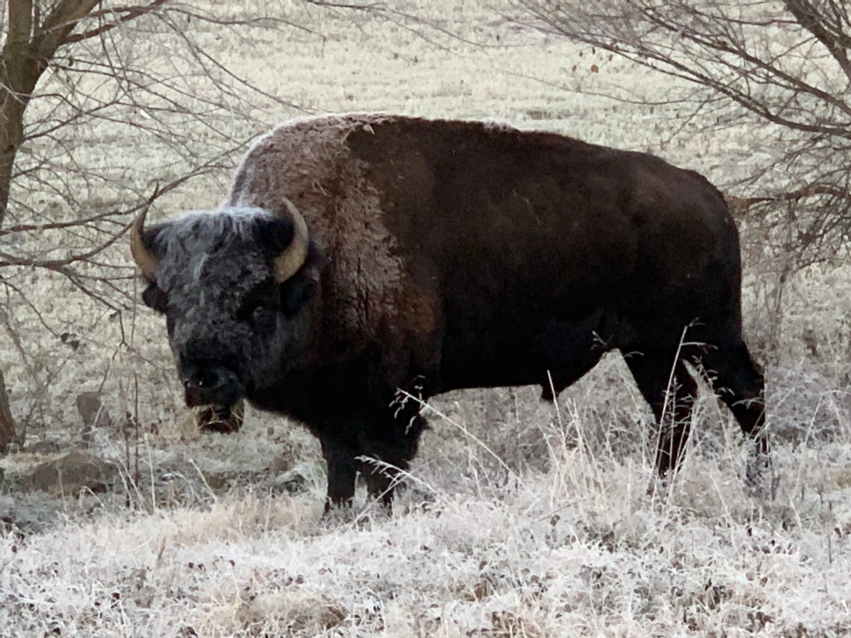 Buffalo Hunts