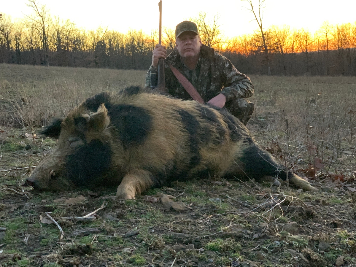 Hog Hunts