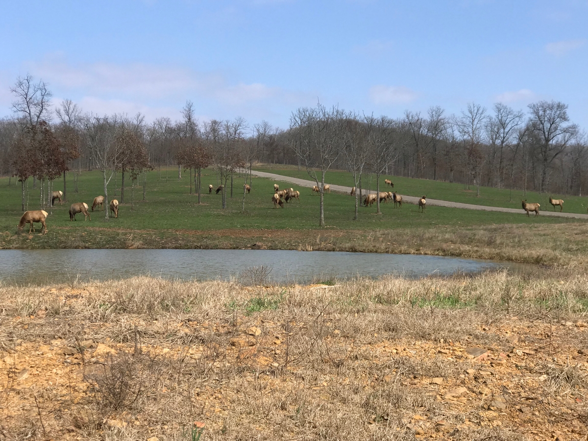 Hunts at HMH Ranch