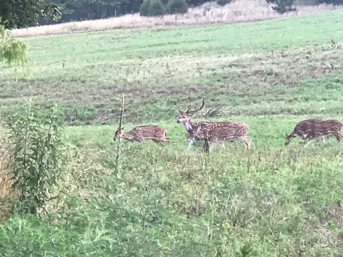 Axis Deer Hunts