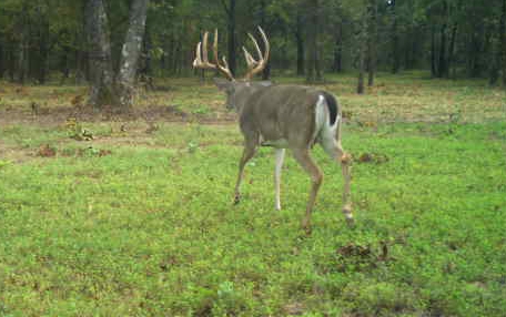 Trophy Whitetail Deer Hunts