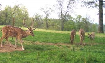Oklahoma Exotic Hunts