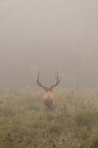 Elk